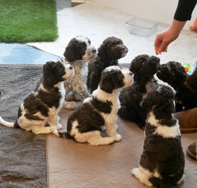 Lagotto Romagnolo puppies for sale