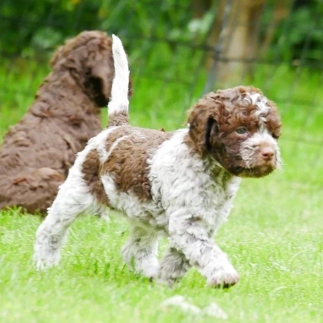 Lagotto Romagnolo puppies for sale